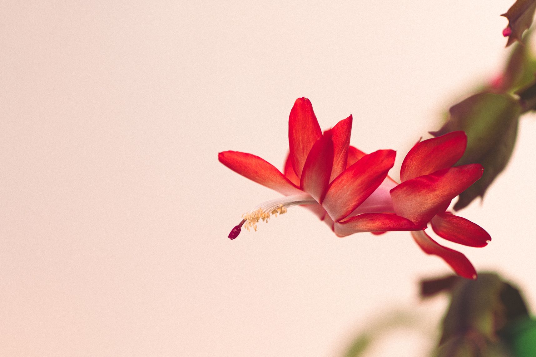 Gros plan sur une fleur de Schlumbergera. On dirait une main qui va se saisir de quelque chose