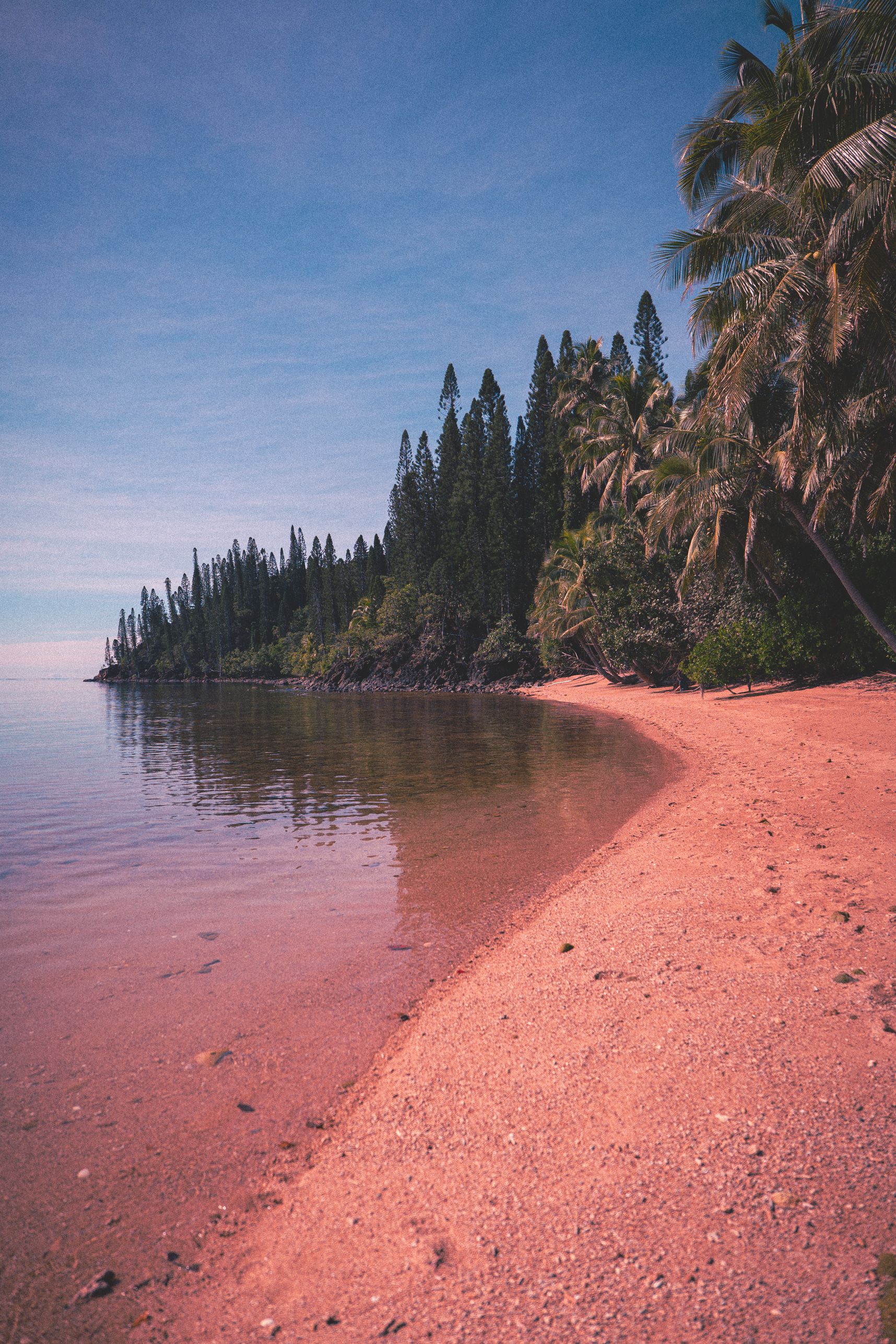 Une courbe sépare la plage de la mer sur l'îlot Némou. Les pins colonnaires se reflètent dans l'eau. Les cocotiers se penchent sur la plage