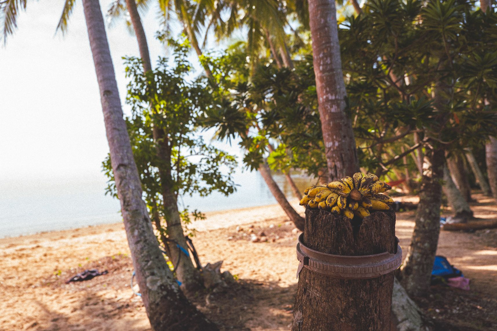 Des bananes posées sur un tronc coupé. En arrière plan la plage de sable blanc et les cocotiers