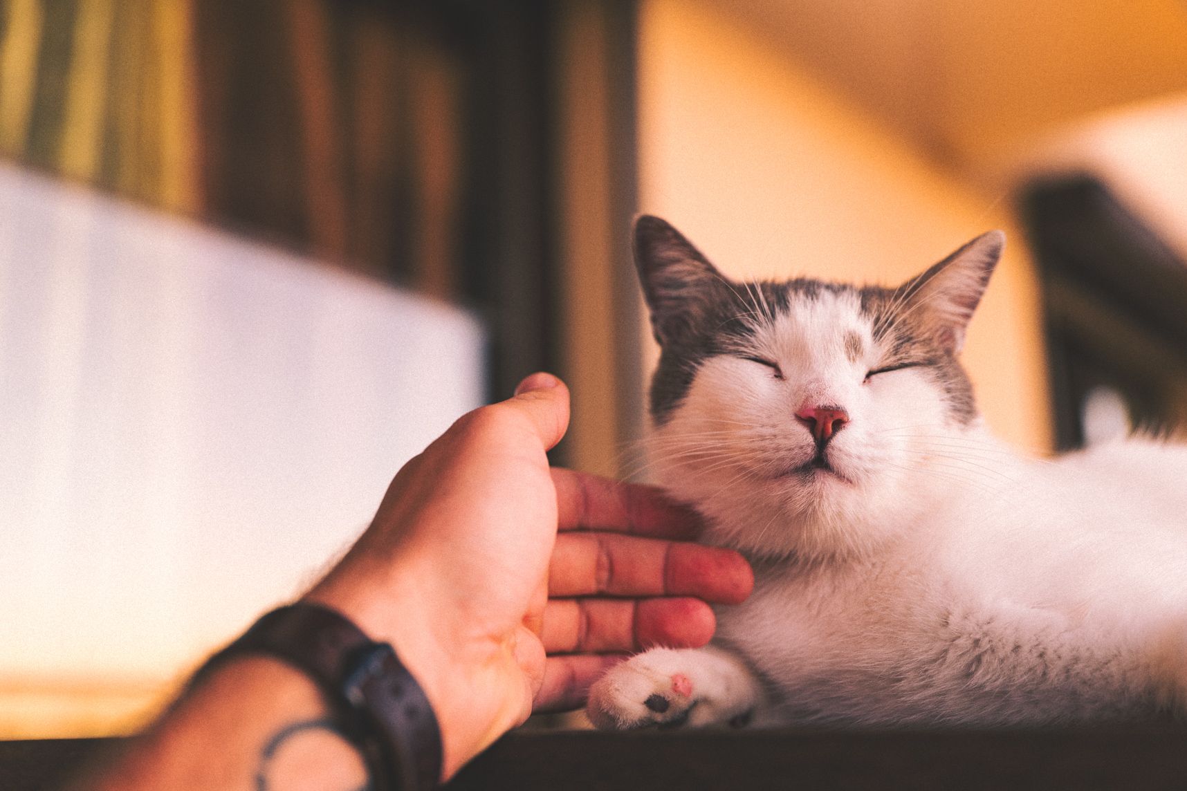 Le chat allongé sur la table ferme les yeux. Une main en dessous de sous coup le caresse. Le chat à l'air heureux