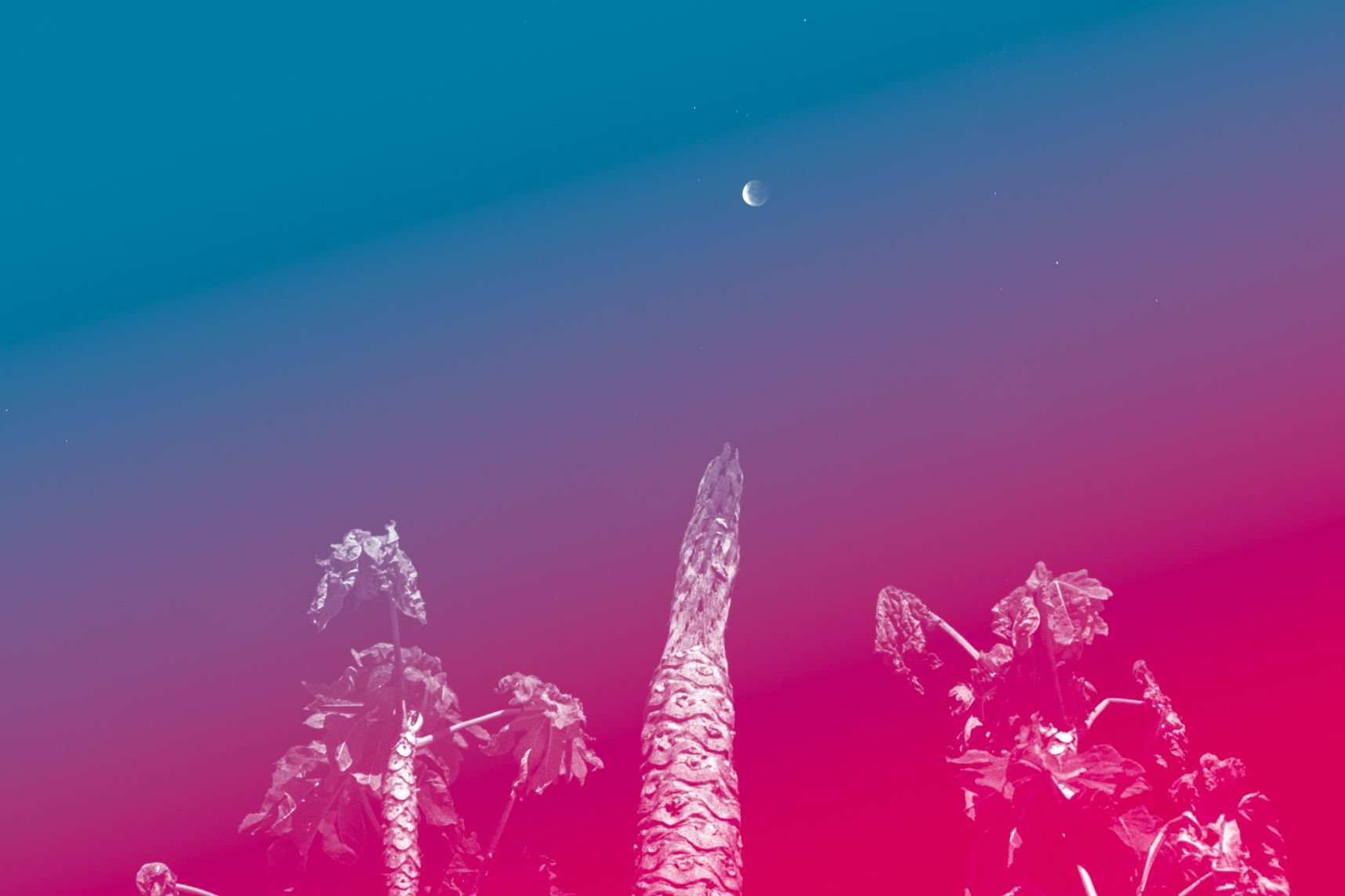 Eclipse de lune dans le ciel avec en premier plan un papayer. Un filtre flashy bleu et rose est appliqué