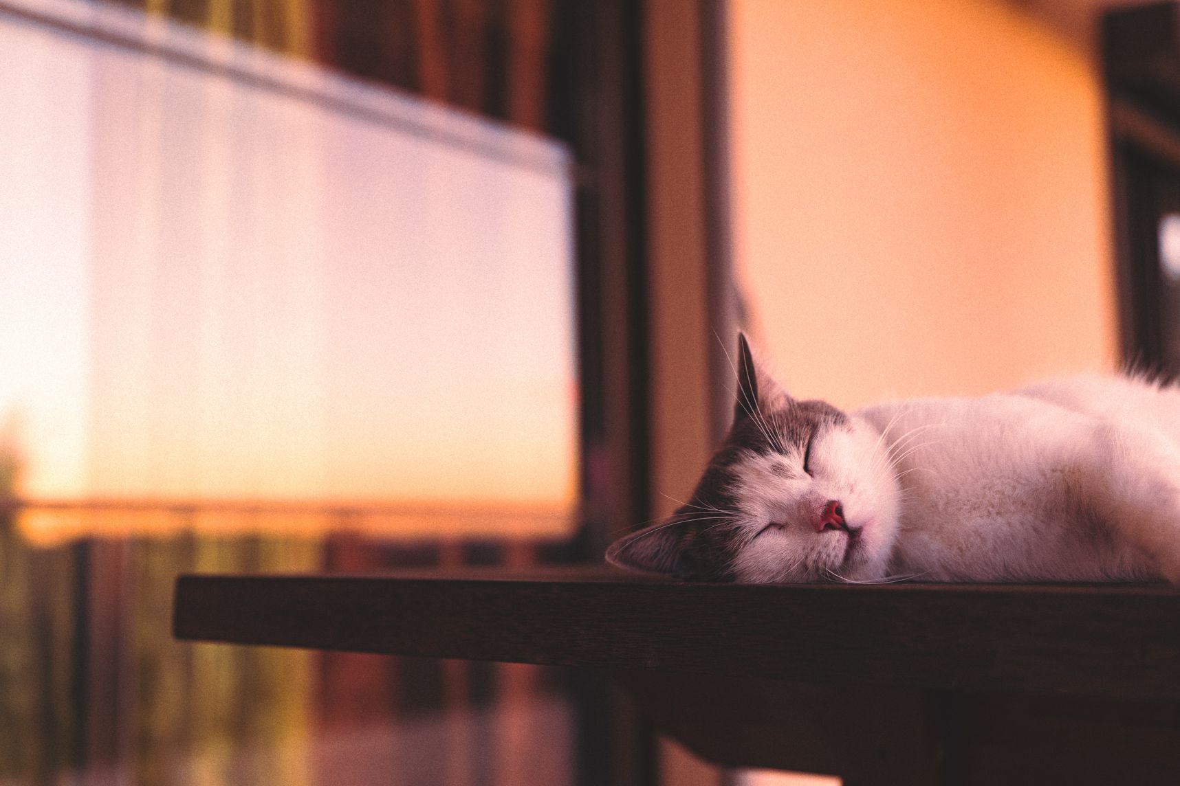 Le chat est allongé sur la table de la terrasse. Il dort en faisant un sourire. Derrière le reflet du coucher de soleil sur la vitre