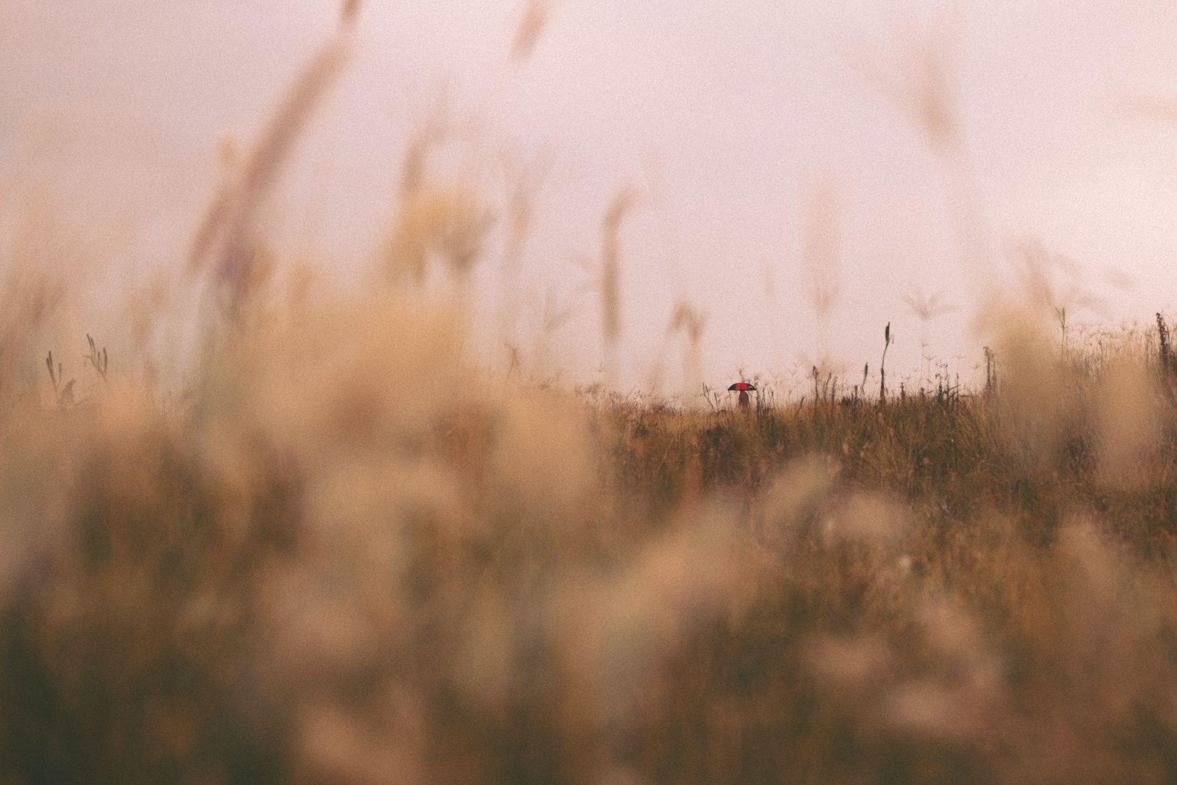 Vue rasante dans le pré, temps gris. Premier plan les tiges jaunes des plantes dans le bokeh, au loin quelqu'un marche avec son parapluie rouge et noir