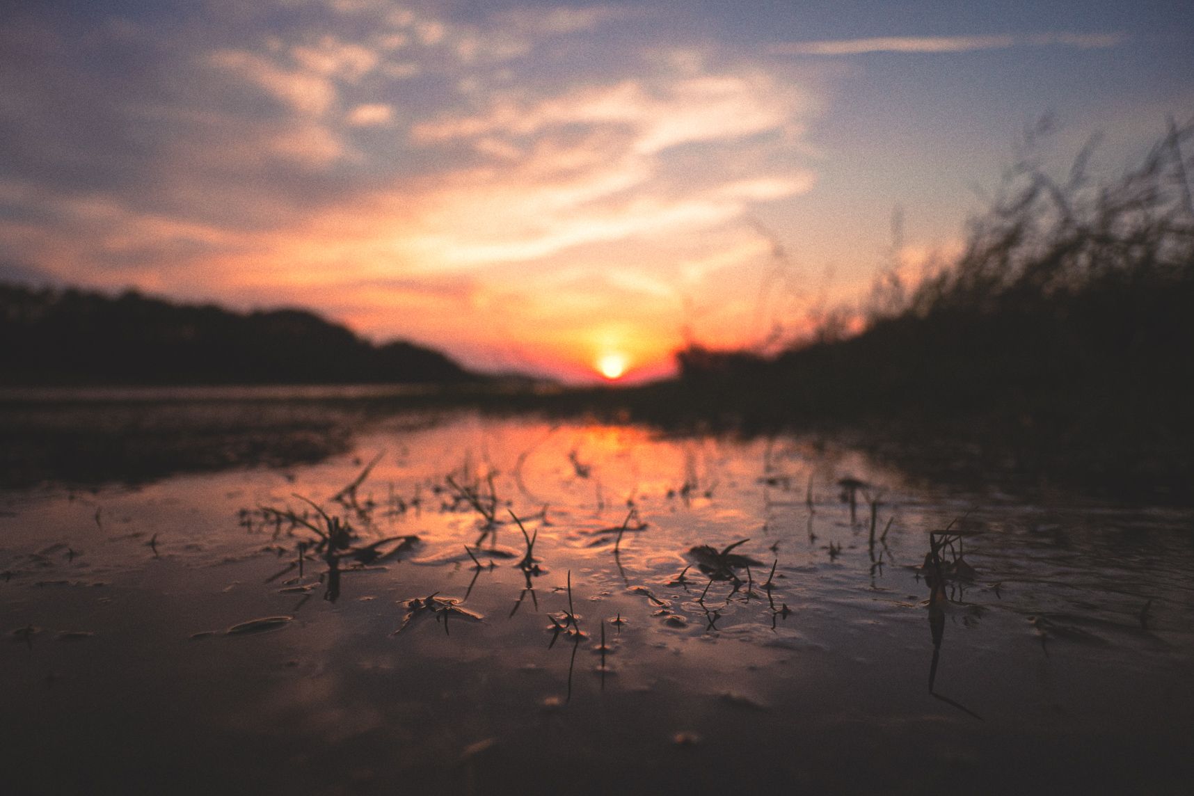 Dans le marais l'eau est calme, des jeunes pousses sortent tout juste de la surface. Derrière le soleil se couche et reflète sur l'eau en donnant des couleurs orangées