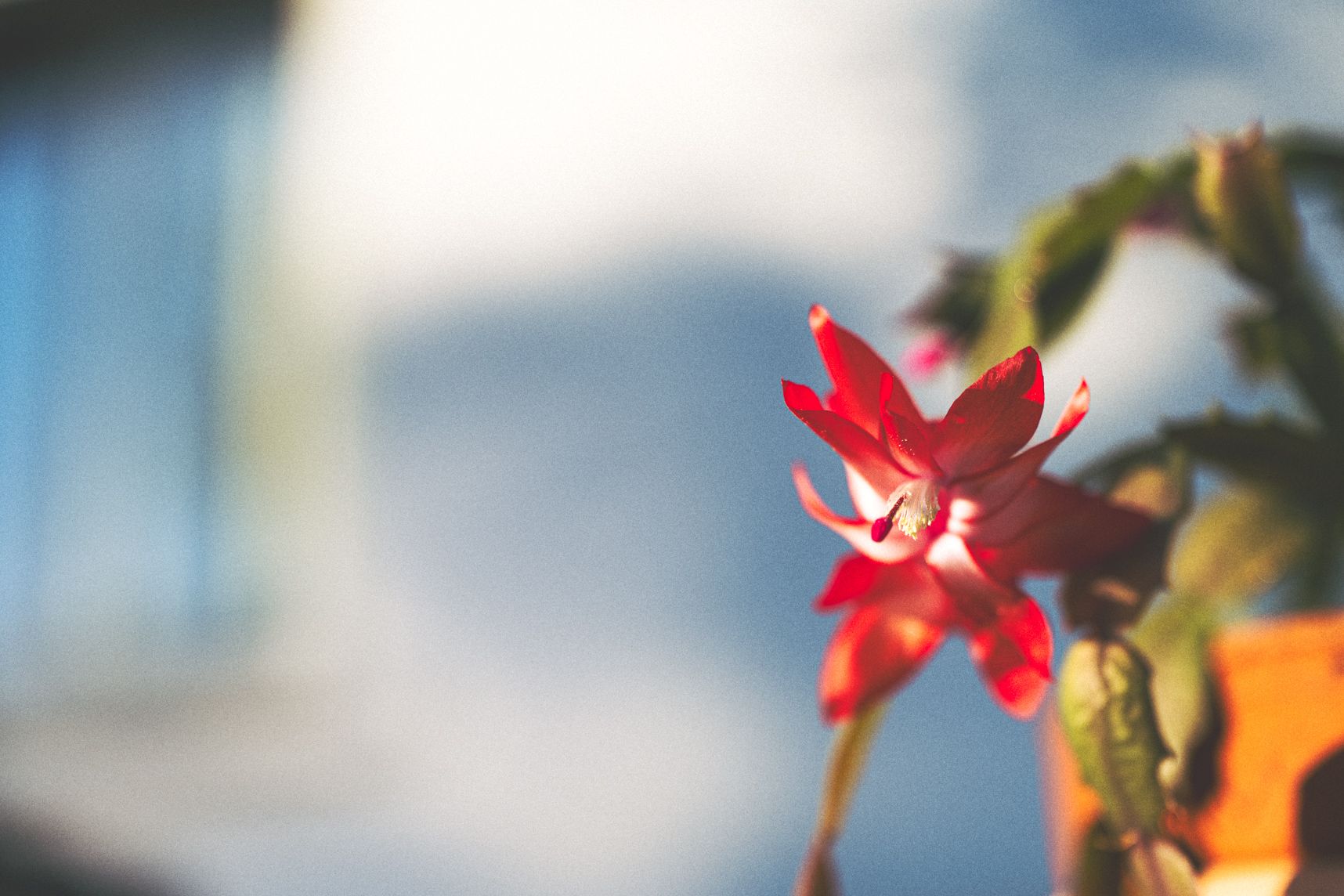La schlumbergera vue de face a une forme d'étoile. Elle est bercée avec la lumière du coucher de soleil