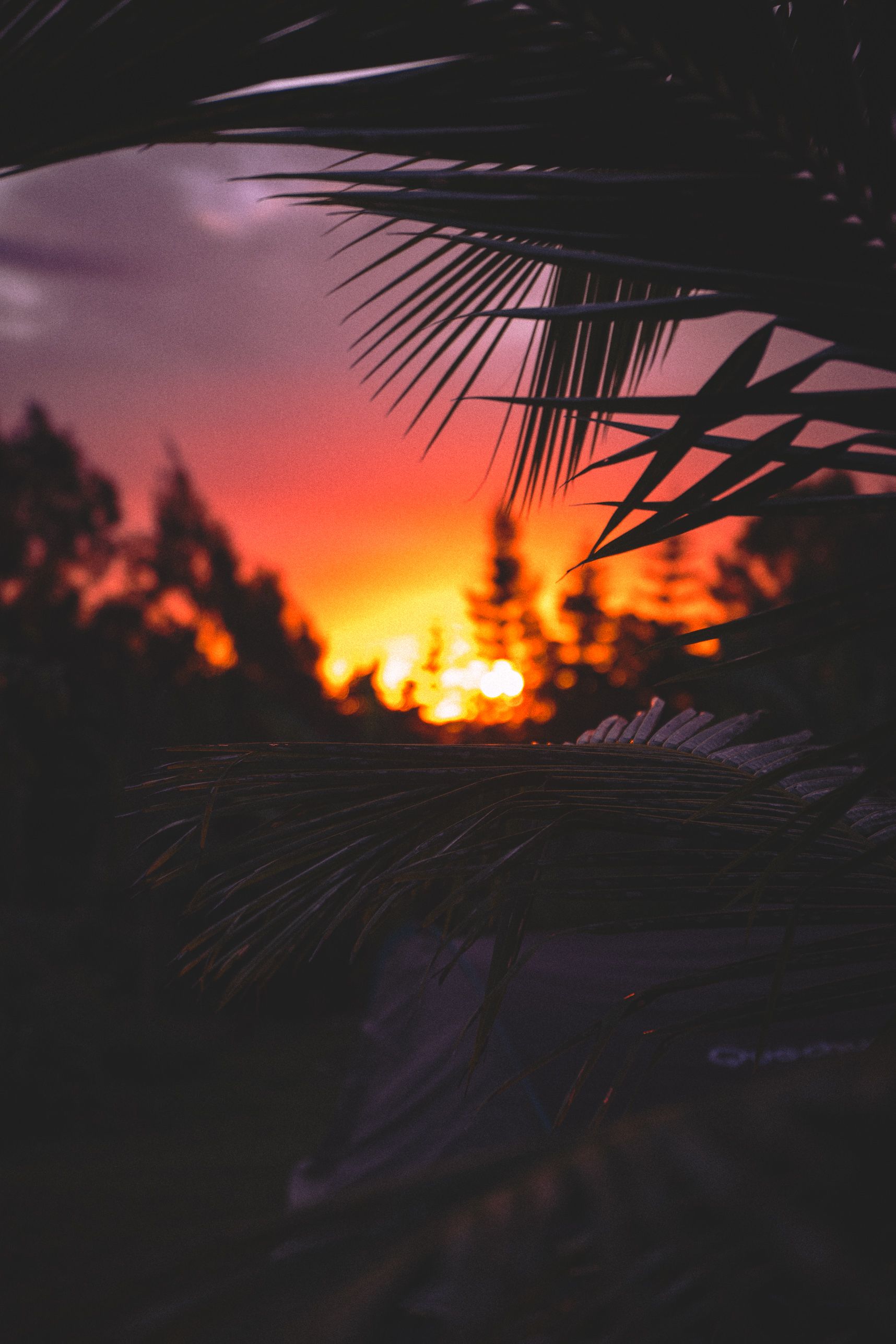 Entre deux branche de palmier, le coucher de soleil et les nuages colorés. En dessous une tente
