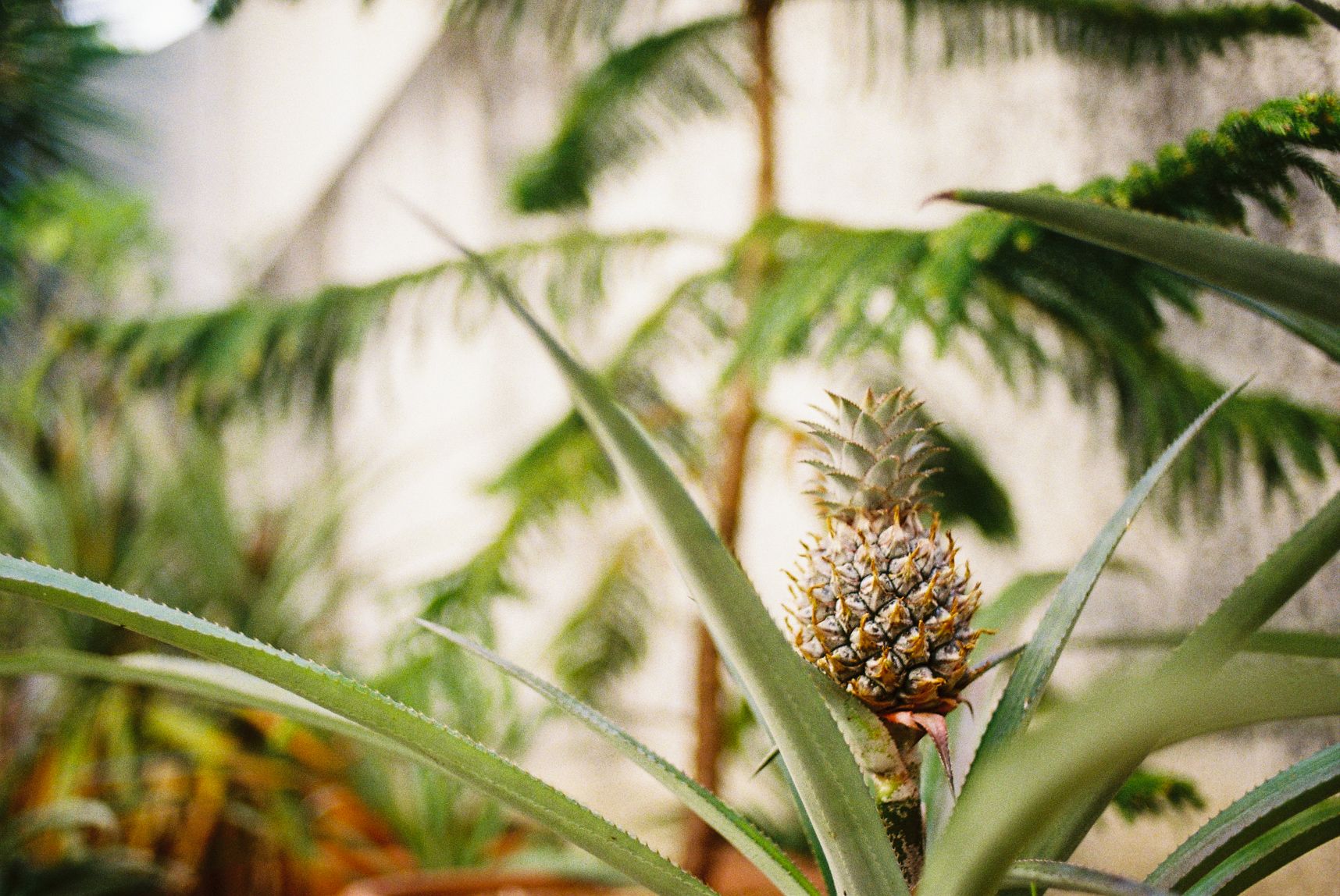Gros plan sur nn ananas presque prêt à être cueilli. Derrière, dans le flou, un jeune pin colonaire.