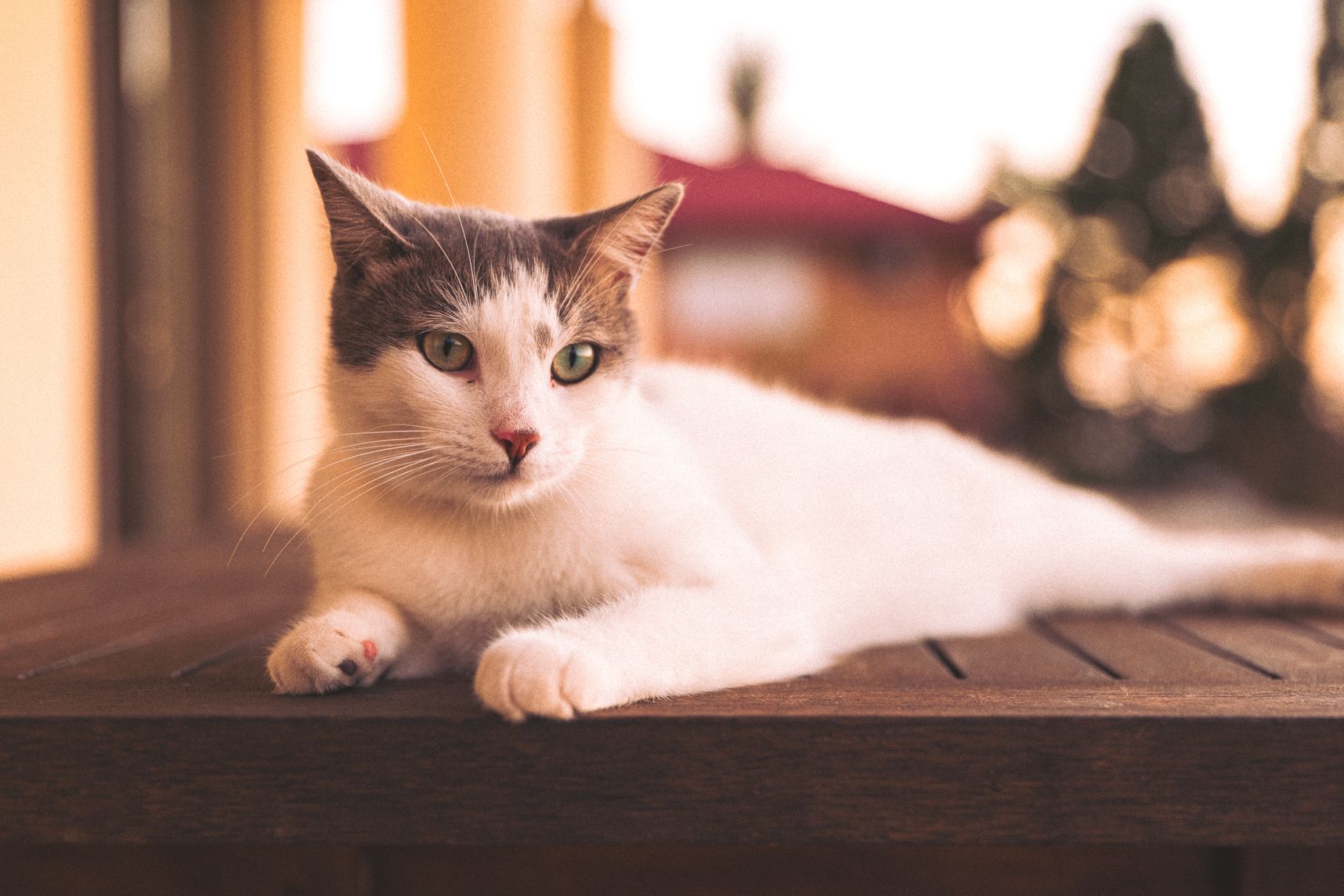 Le chat est allongé sur la table de la terrasse. Le focus est sur sa tête, il regarde un peu sur la droite. Le soleil est en train de se coucher