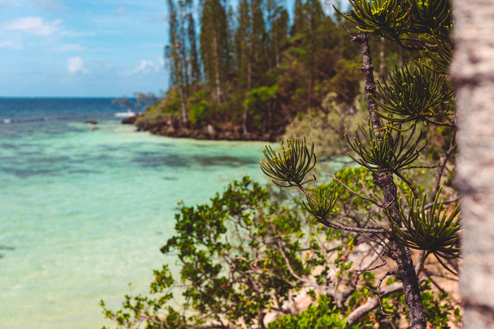 Des jeunes branches de pin monte vers le ciel. En arrière plan la plage et l'eau turquoise. Puis d'autres pins longeant la mer