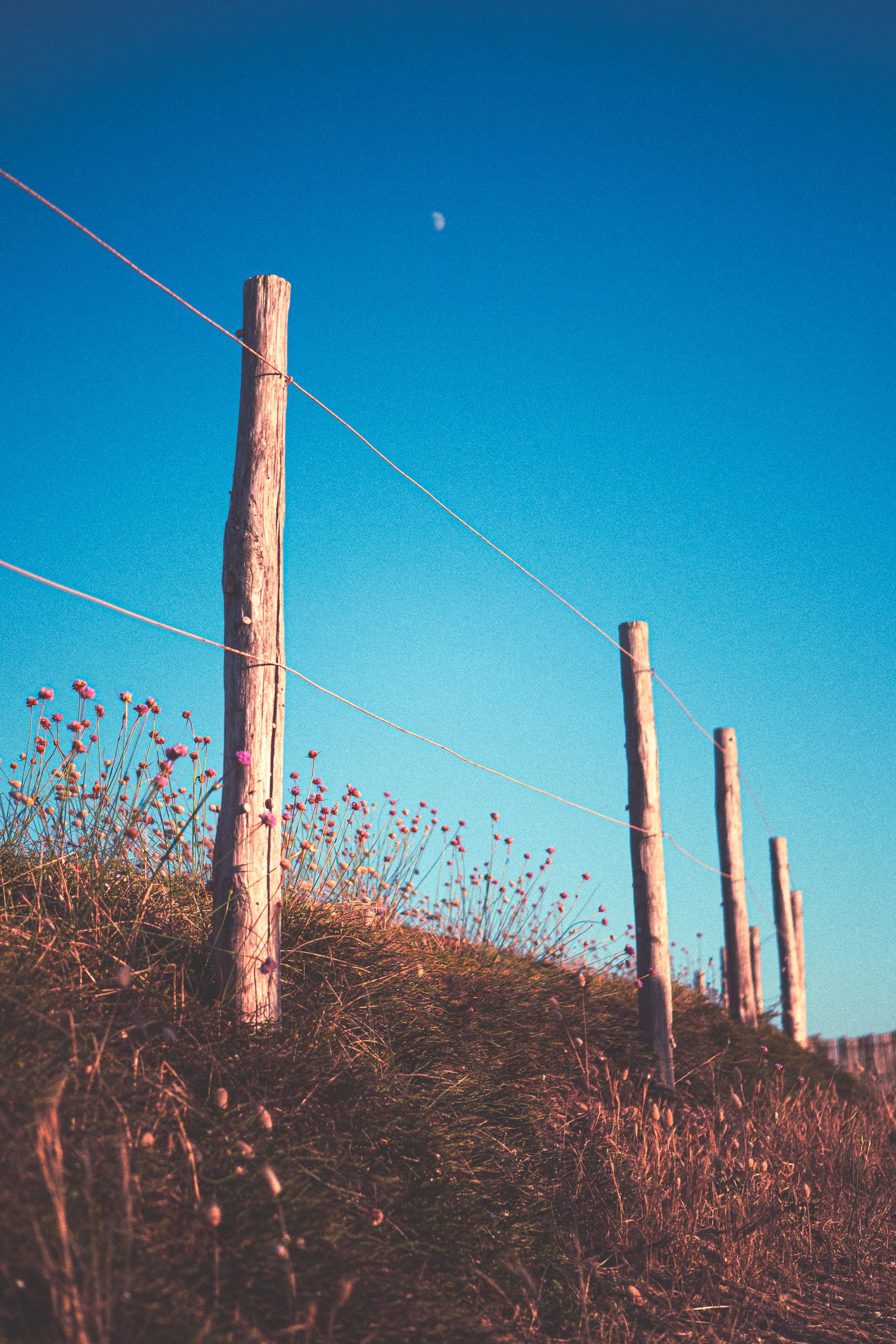 Un rambarde faite de tronc et fil de fer borde le chemin côtier. Des petites fleurs roses sont à leurs pieds. En arrière plan dans le ciel bleu la lune prend sa place