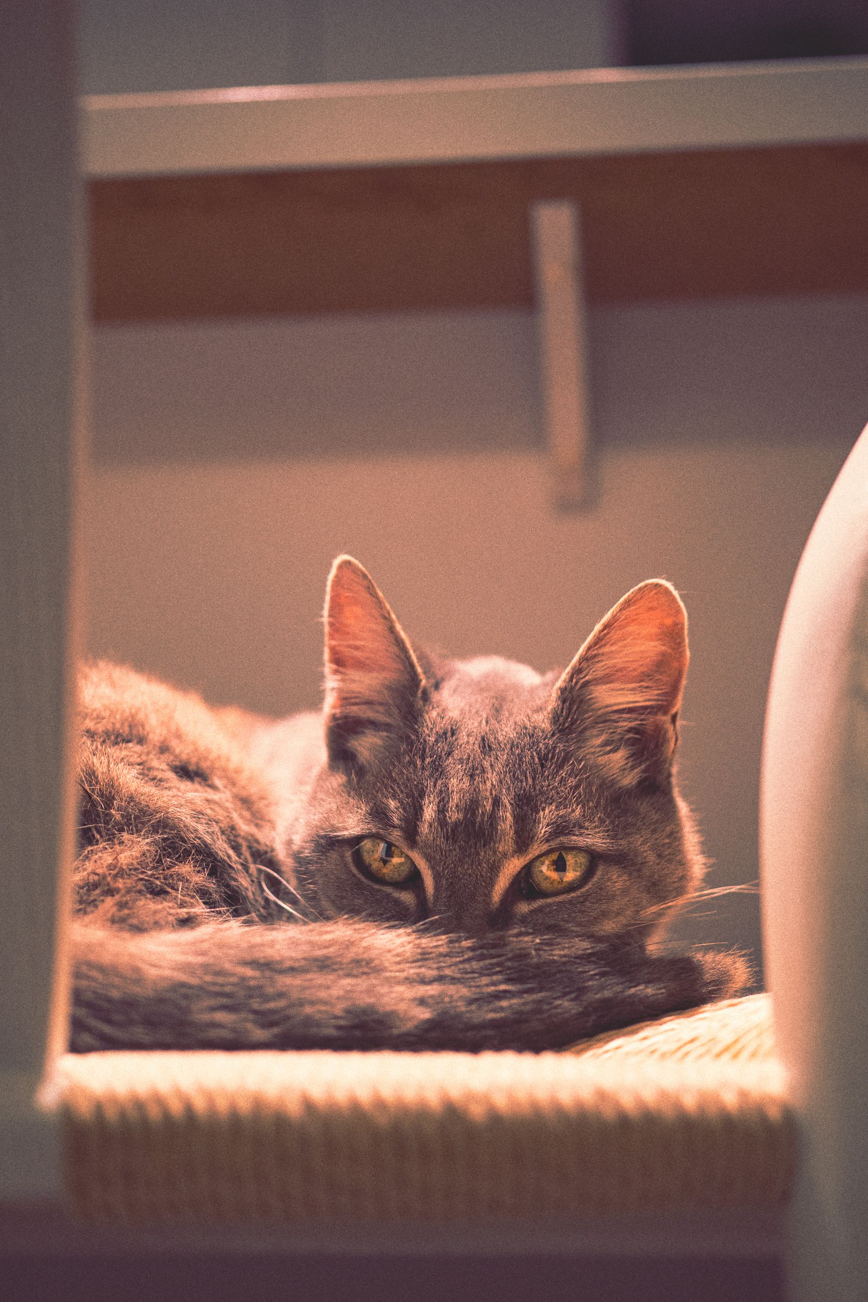 Le chat est confortablement installé sur la chaise de bar. Sa queue est devant son museau pour laisser apparaître son regard de braise