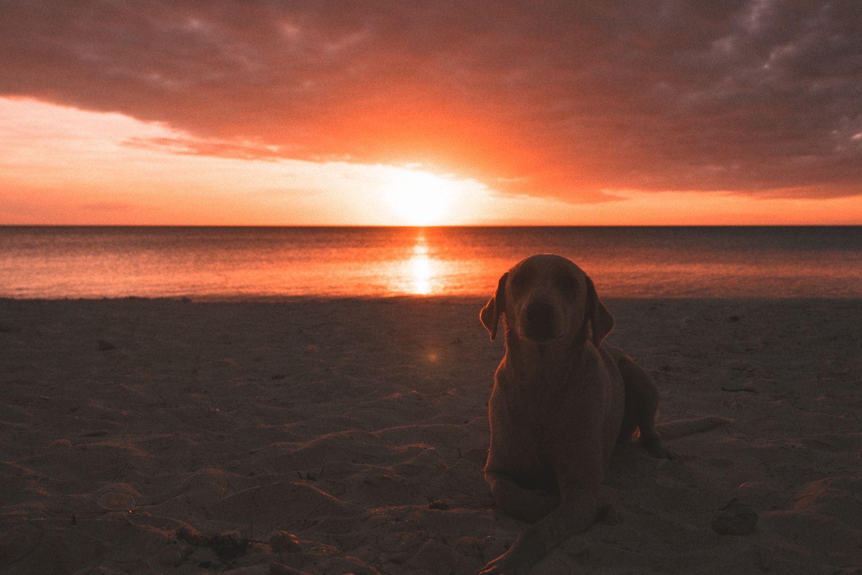 Un chien sur la plage d'ouvéa en quête de câlin. Le coucher de soleil derrière est somptueux