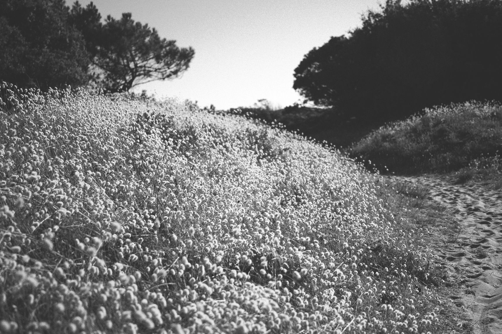 Les queue-de-lièvres sont par millier sur la dune. Un beau tapis blanc à caresser