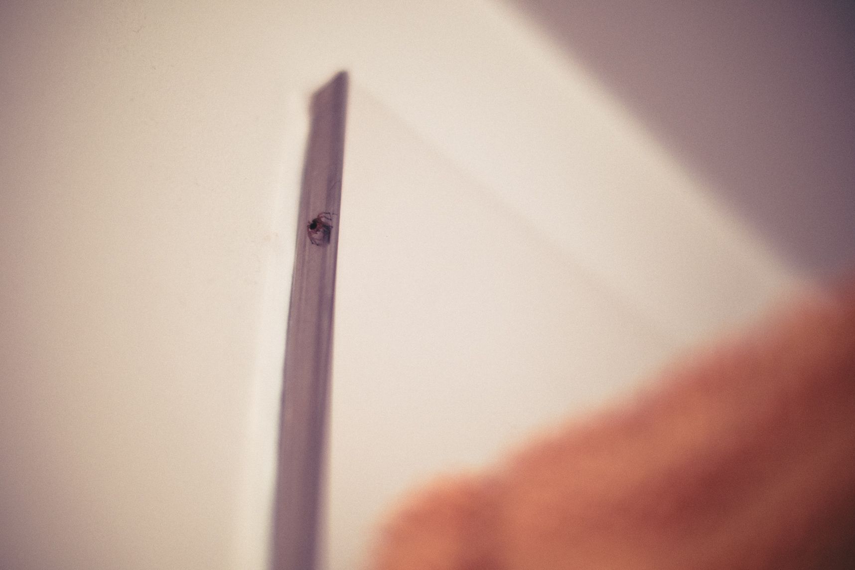 C'est la petite bête qui monte