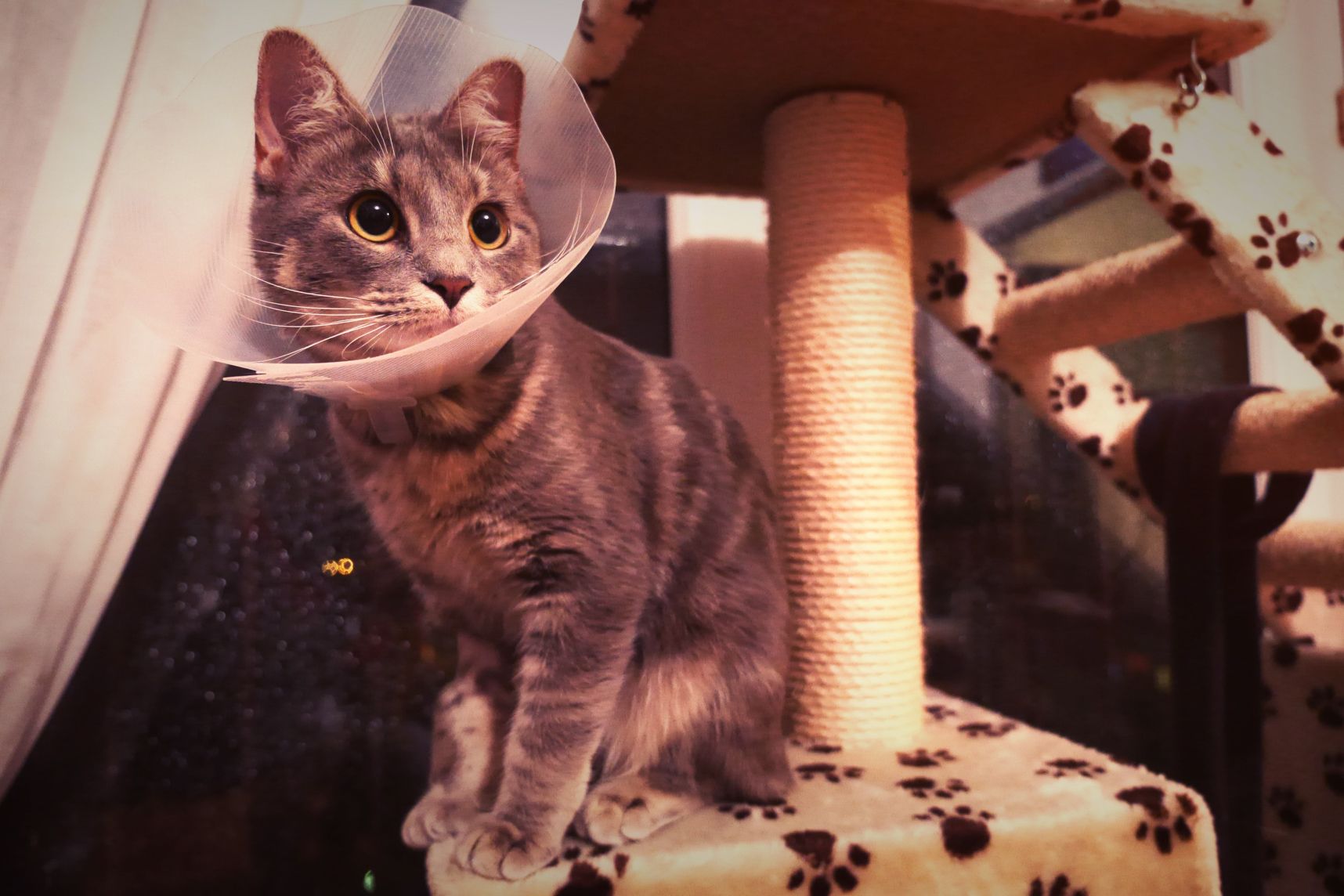 Chat perché