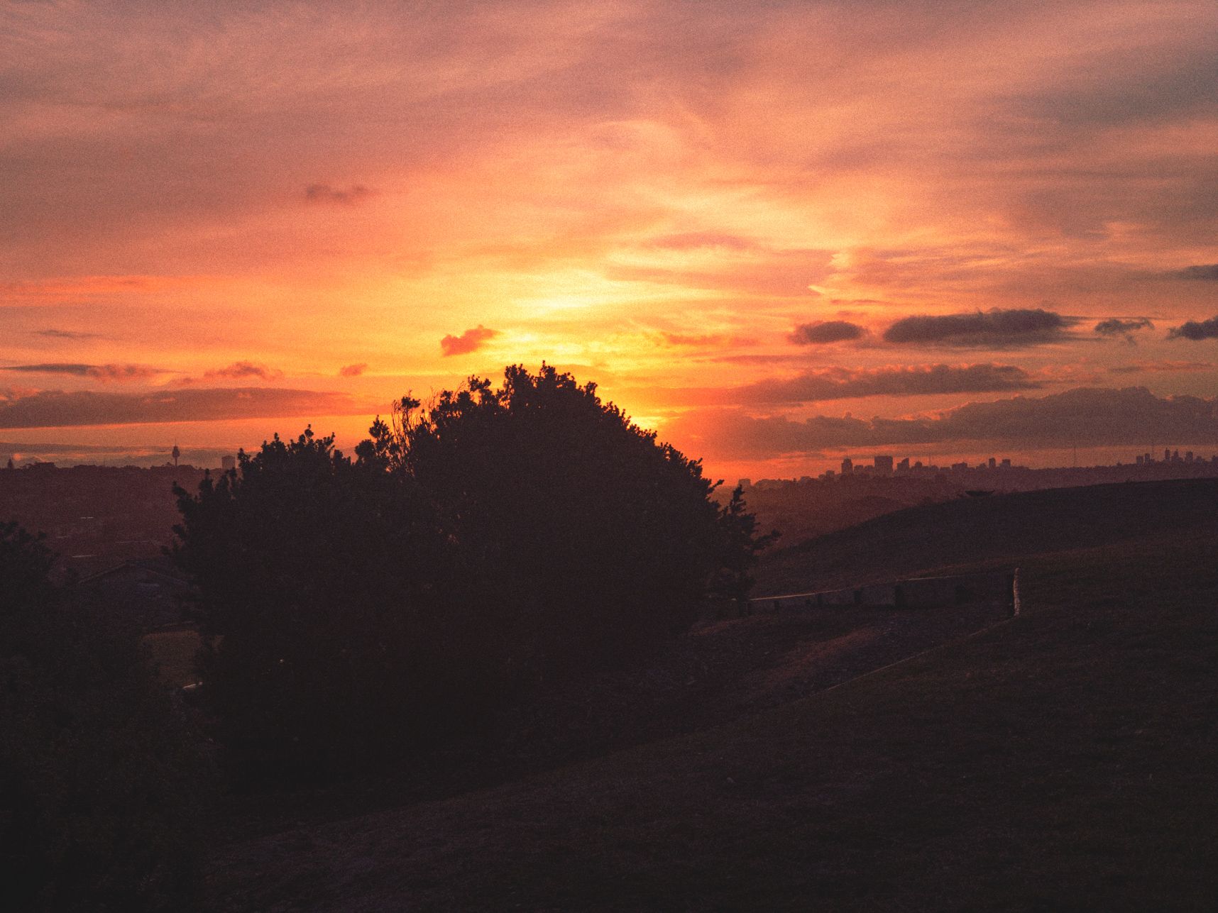 Au coucher de soleil, l'arbuste sur la colline de  North Bondi a une belle vue sur tout Sydney