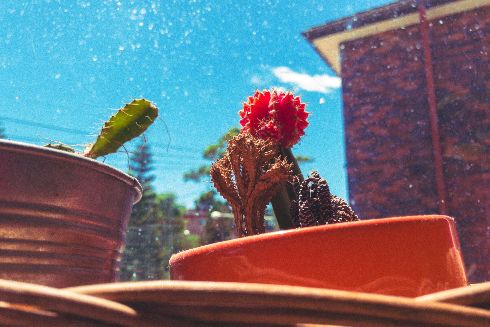 Au bord de la vitre, les plantes prennent le soleil