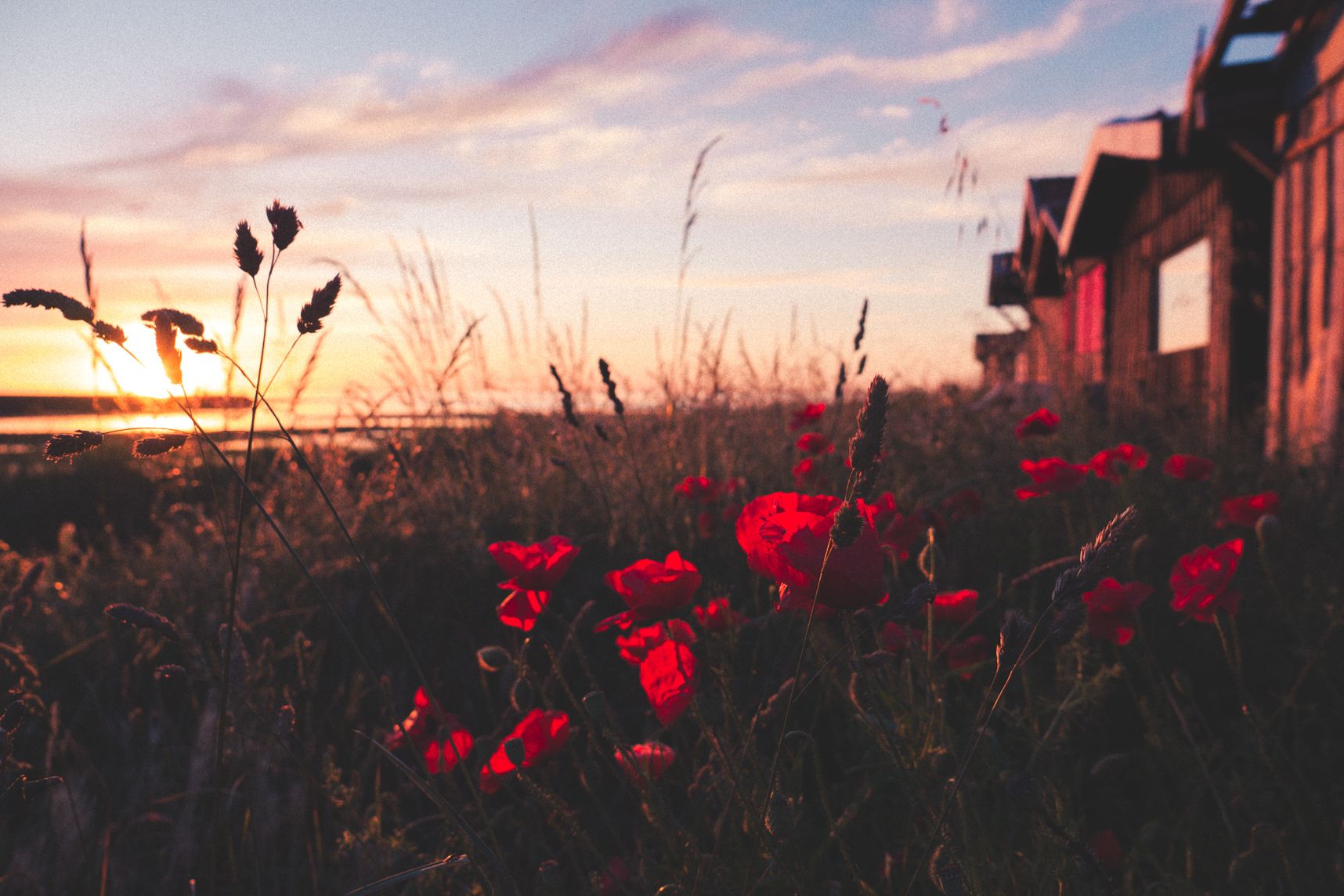 Coquelicots