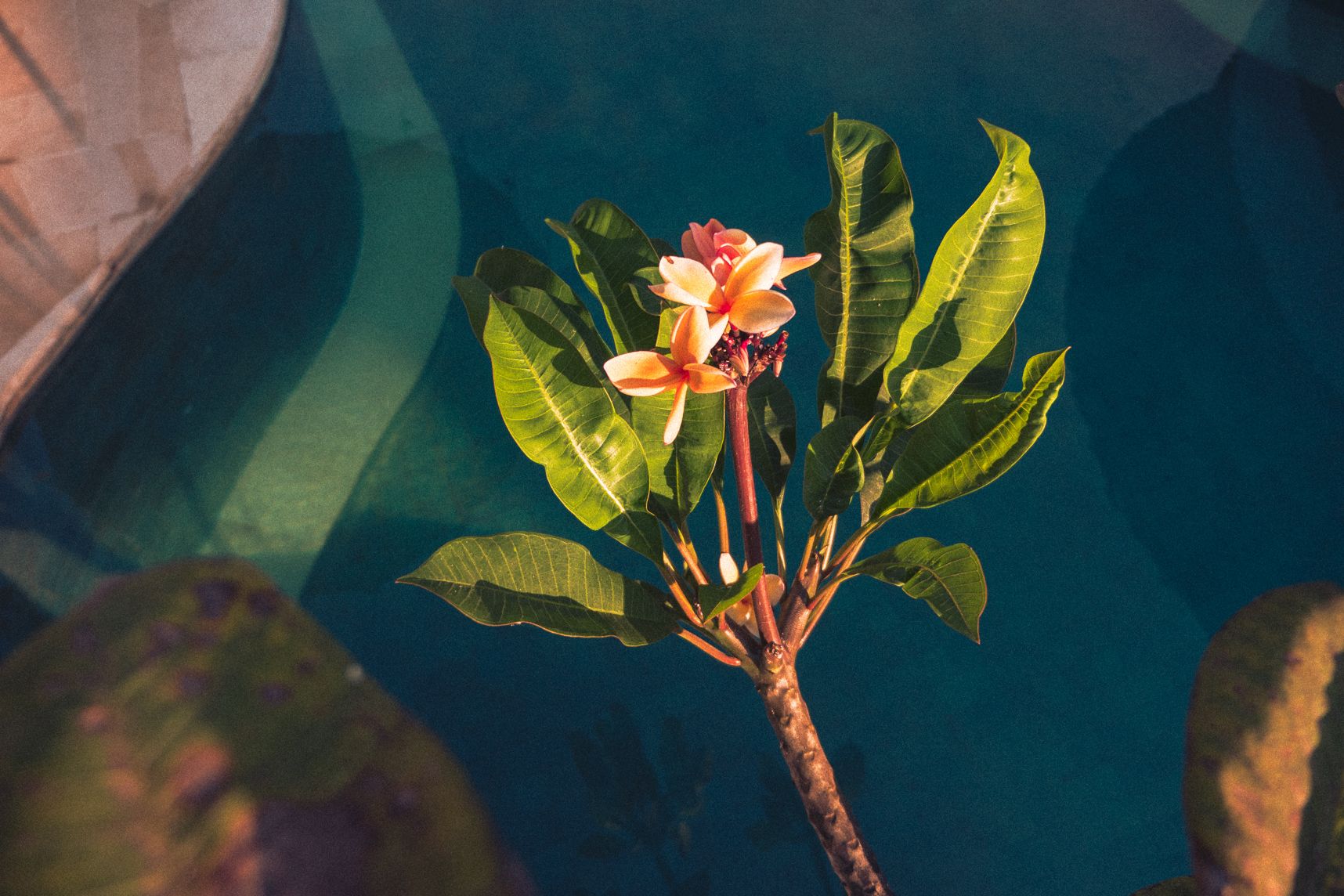 Au dessus de la piscine, la fleur est illuminée par le lever de soleil