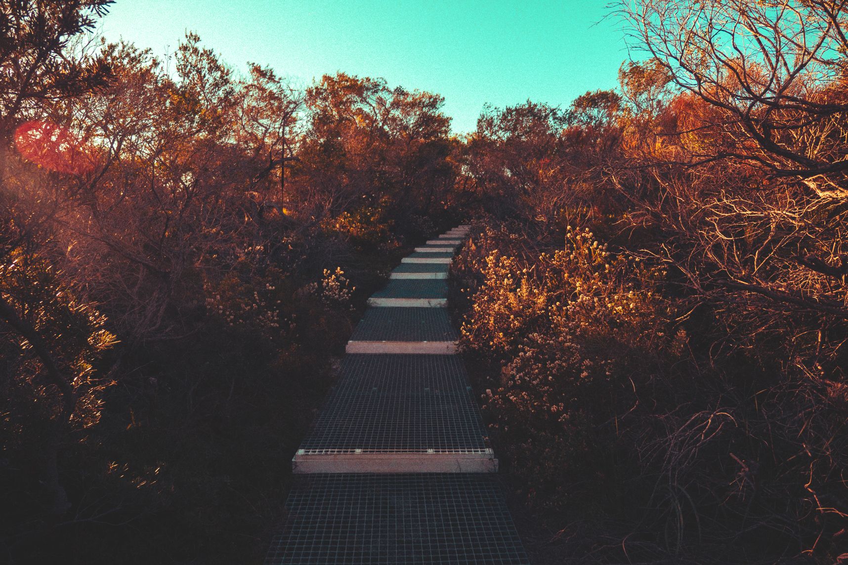 Le chemin se perd dans le bush de Sydney
