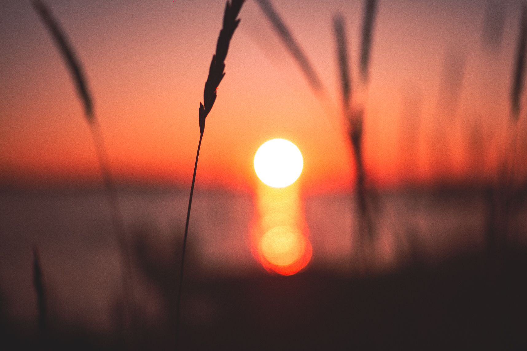 Les brindilles en premier plan, le coucher de soleil en second plan avec effet bokeh