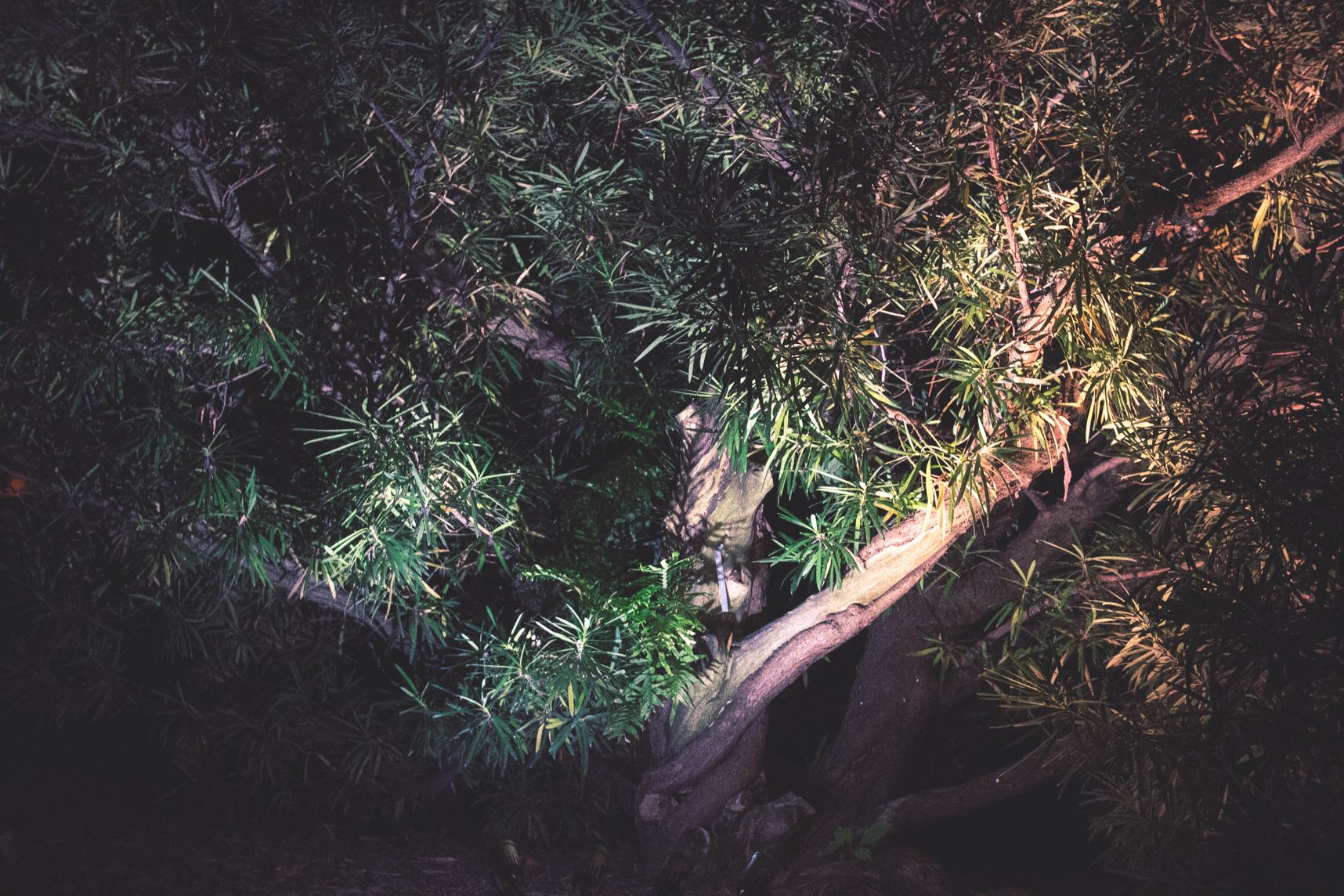 Être perdu dans la forêt