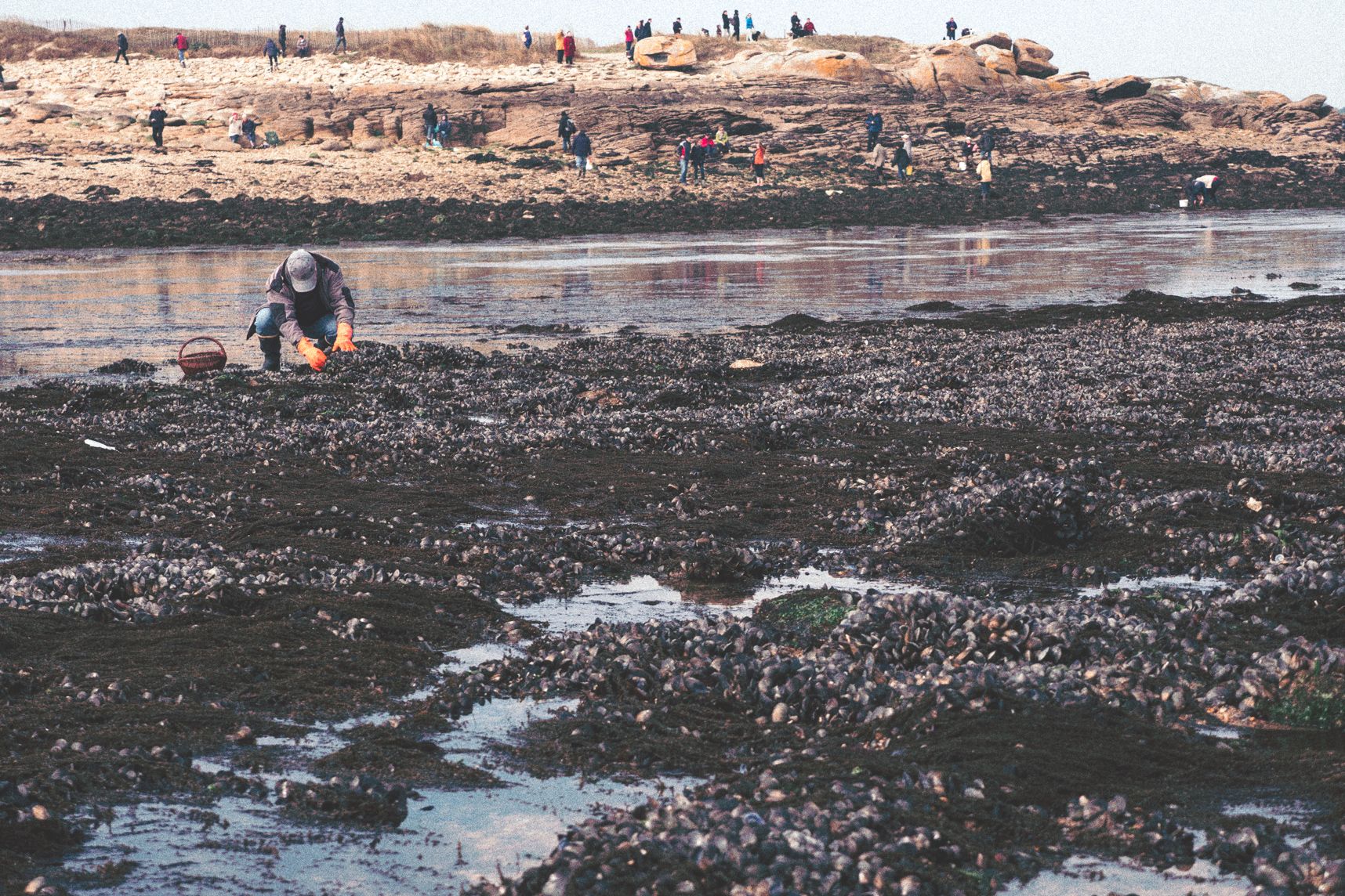 La pêche aux moules