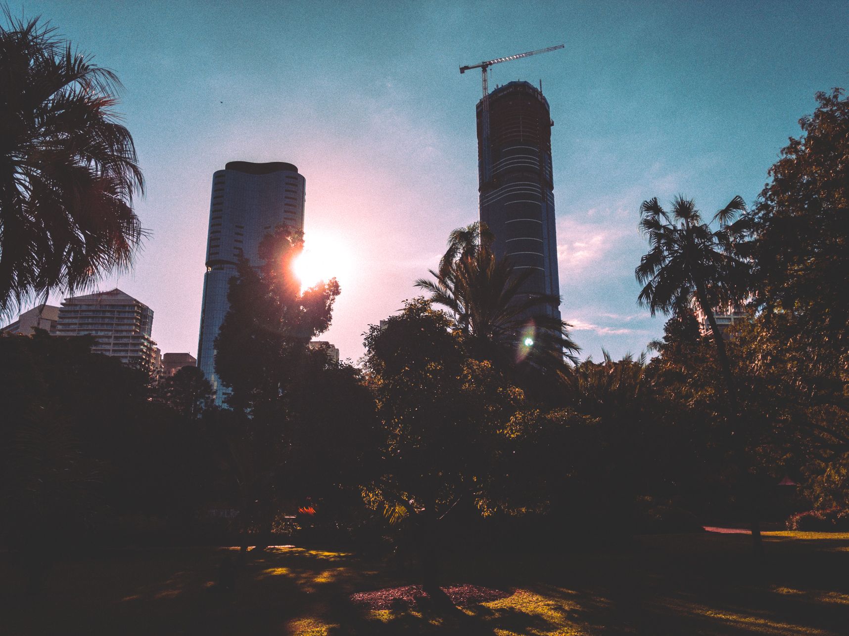 Au dessus des arbres du jardin Botanique de Brisbane se révèle les buildings et le soleil