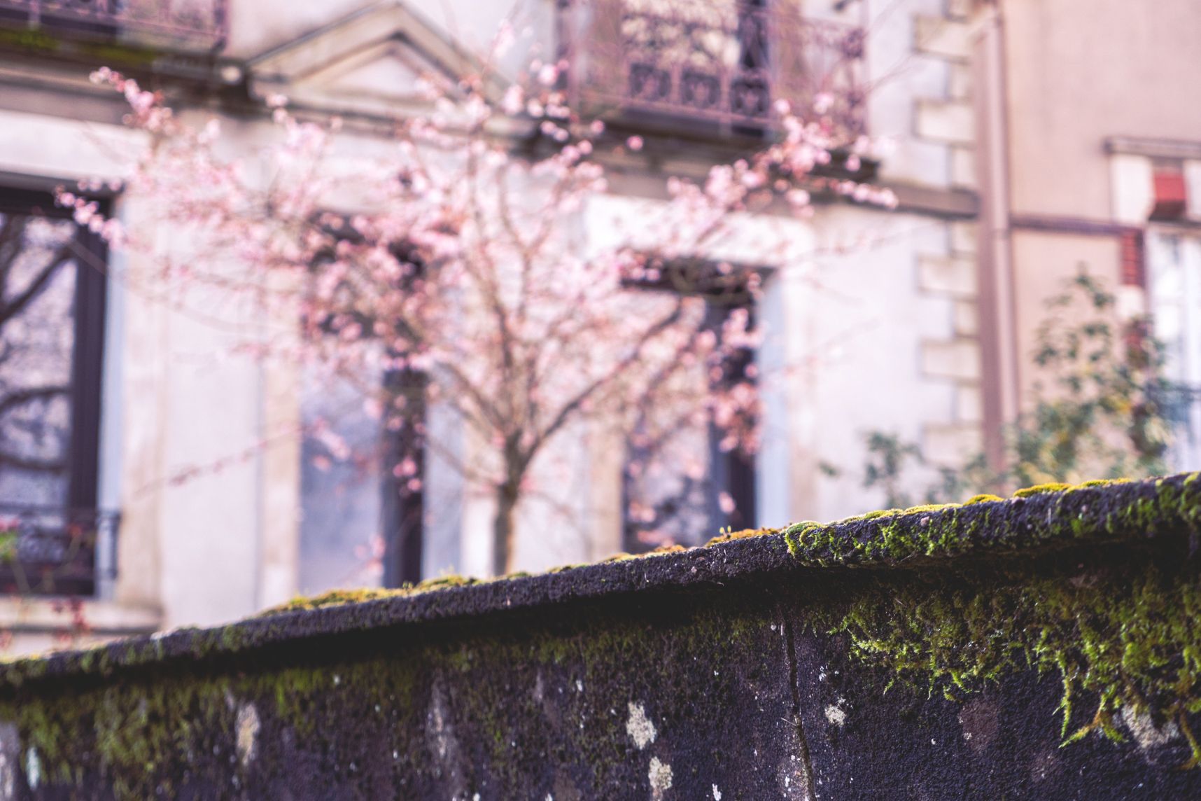Le mur fleuri