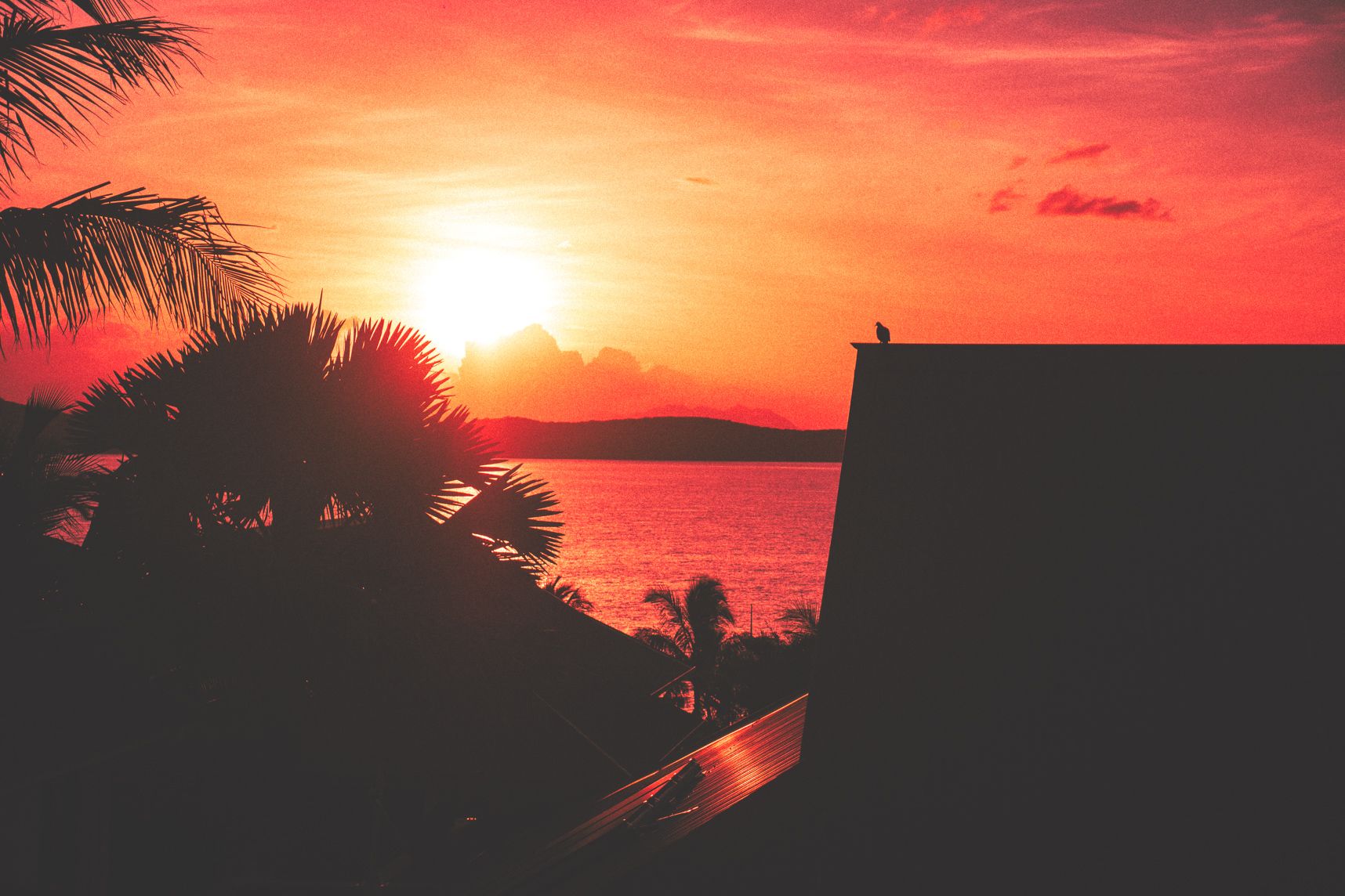 Sur le toit, le petit oiseau admire le lever de soleil orangé de Nouméa