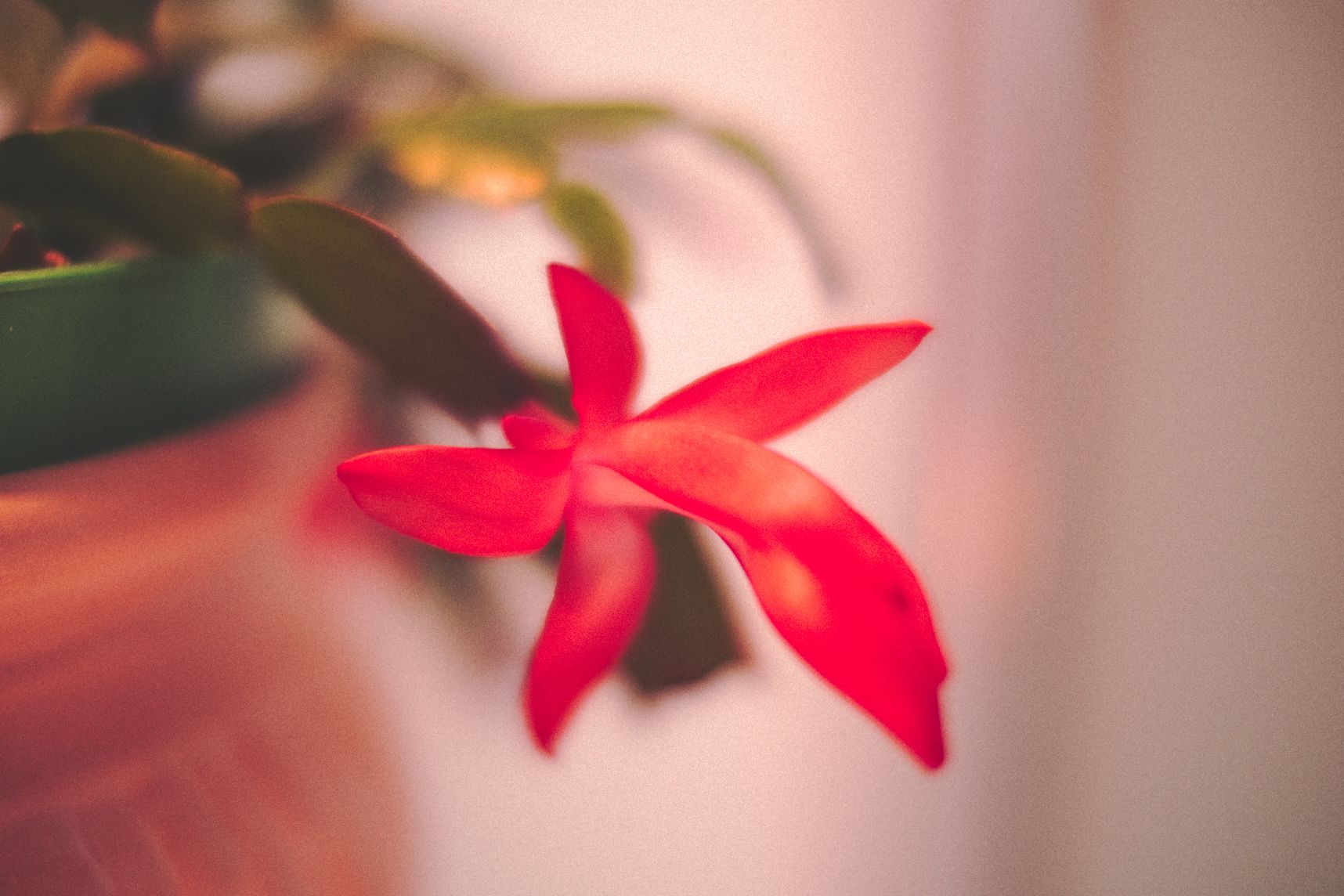 Les fleurs de la Schlumbergera s'ouvrent sur un magnifique rose