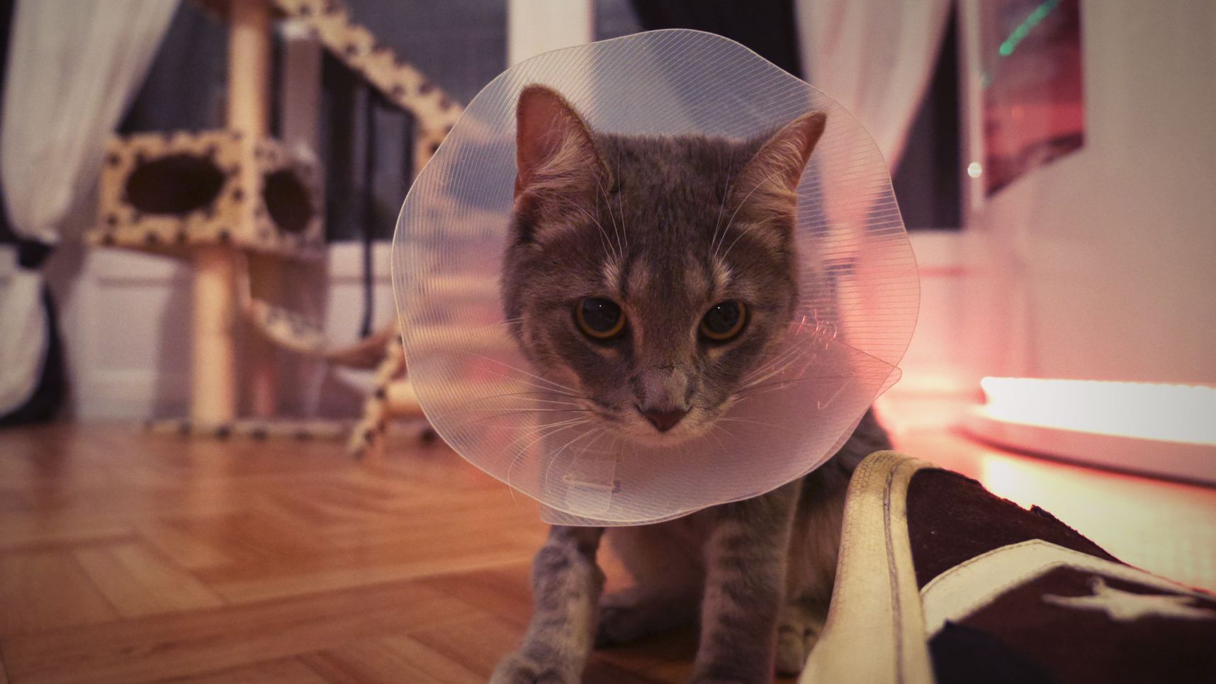 Petit chat