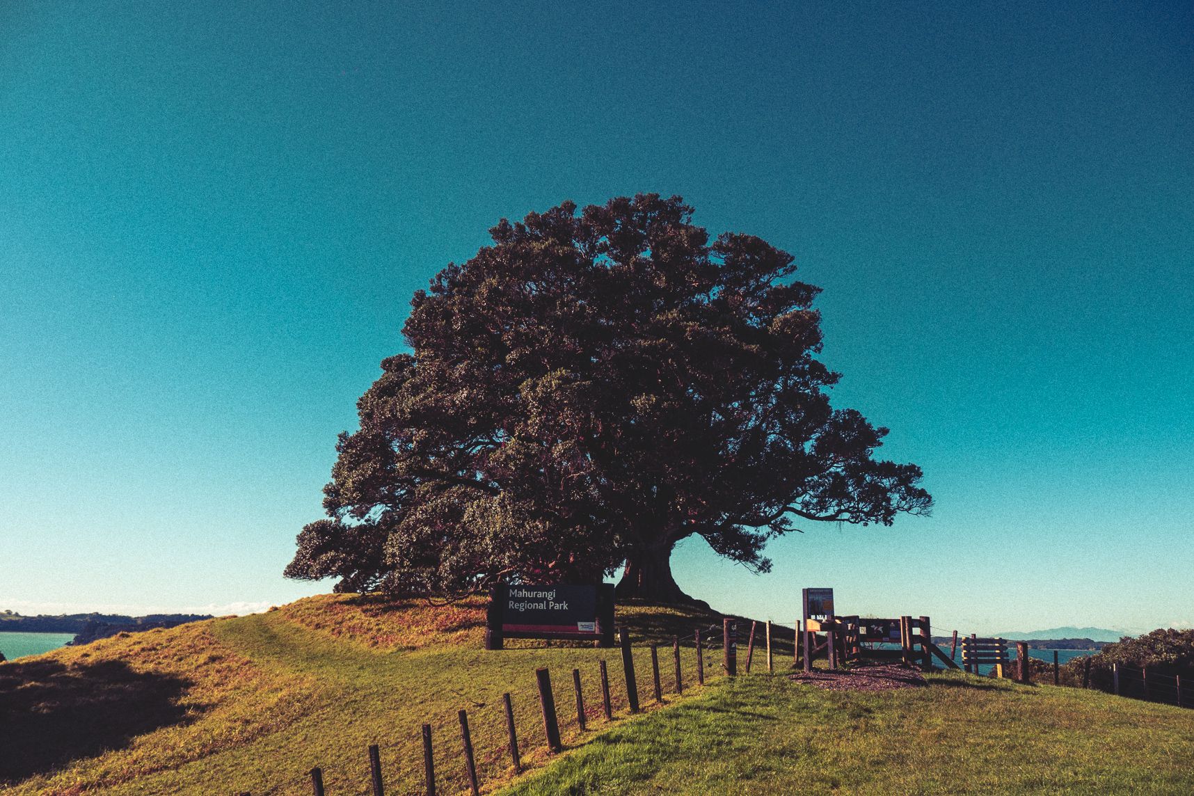 Sur le haut de la colline l'arbre est resplendissant. On voit la mer et le paysage de la Nouvelle Zélande en arrière plan