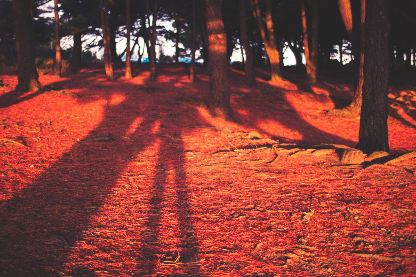 Le coucher de soleil allonge les ombres des arbres, ainsi que celles des gens