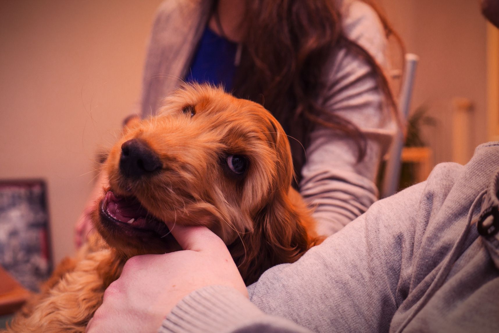 Salut, moi c'est le chien