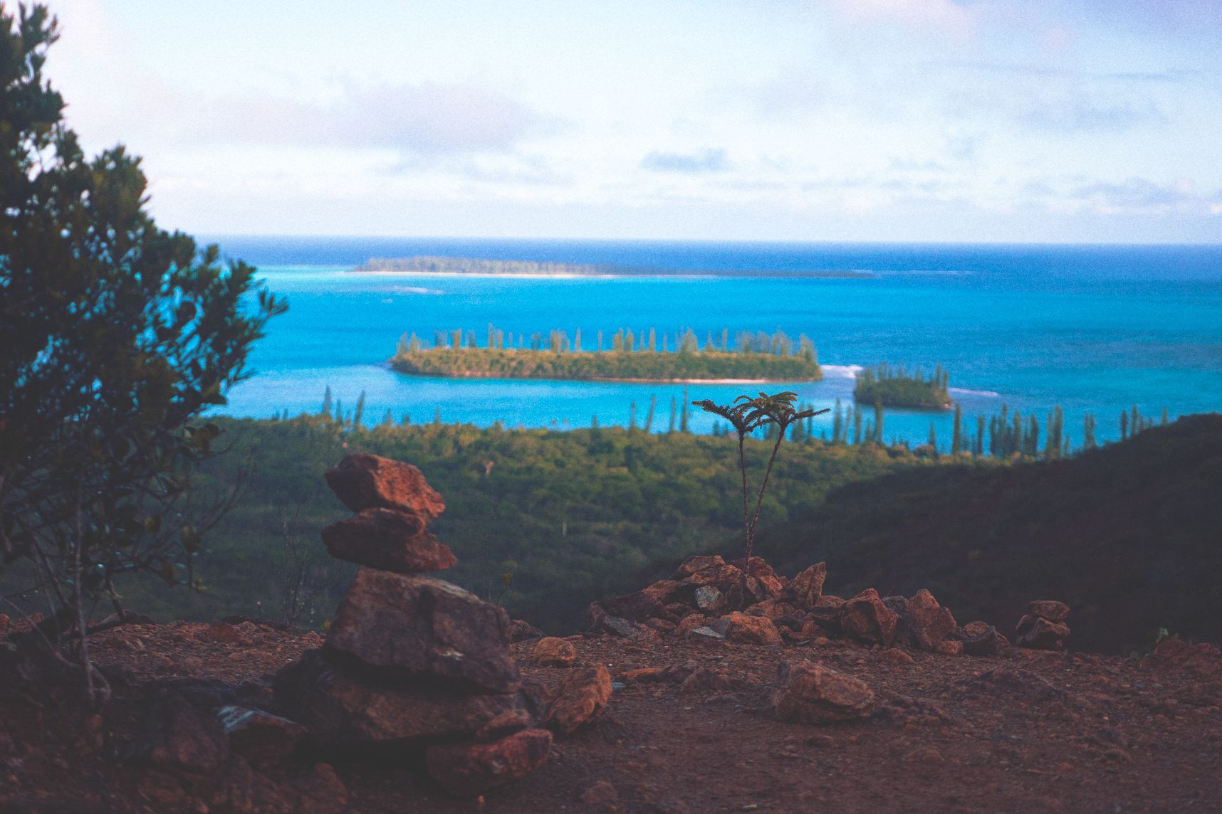 Sur le sommet de l'ile des pins un arbre grandit. En arrière plan l'eau turquoise et les ilots remplis de pins