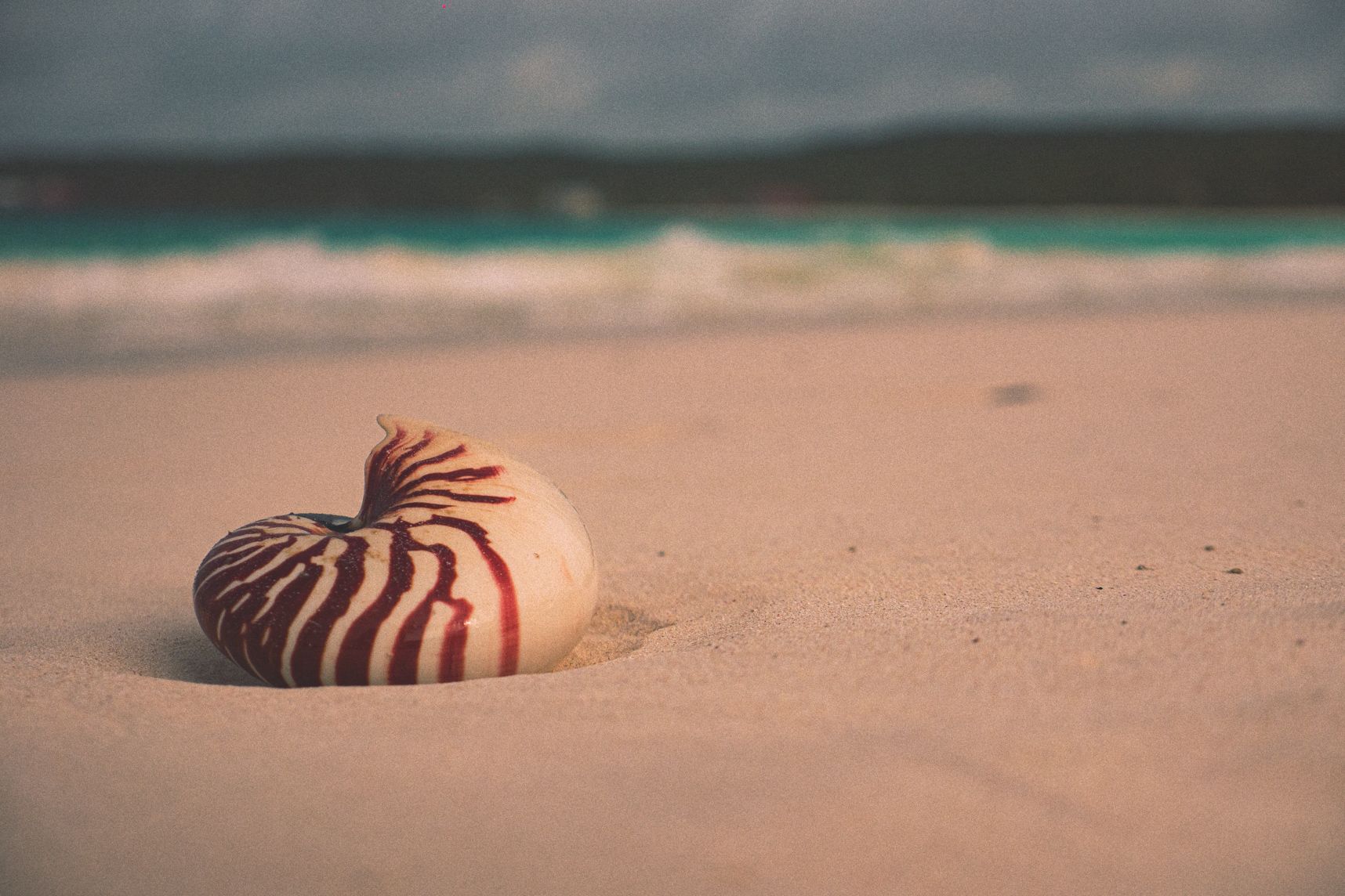Le coquillage, seul sur la plage de Lifou, se tient chaud par ce mauvais temps