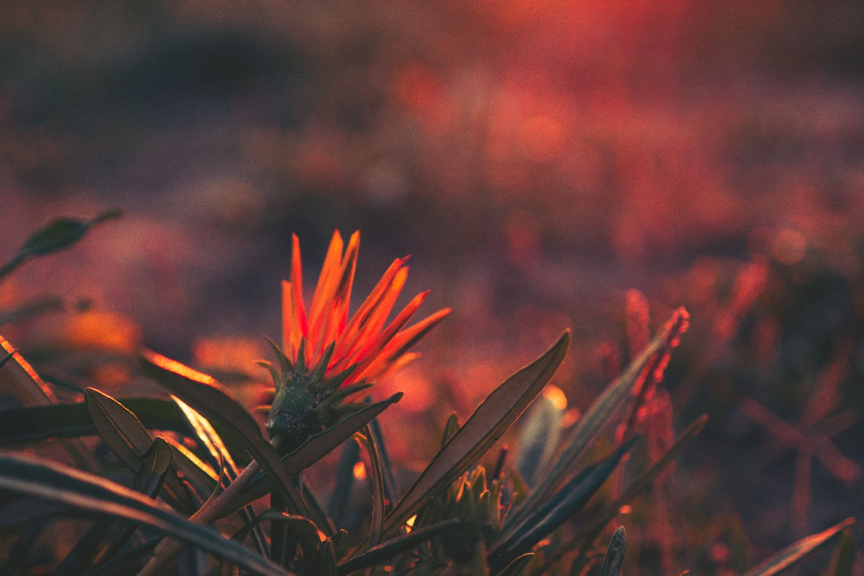 La petite fleur orange s'ouvre avec le lever de soleil