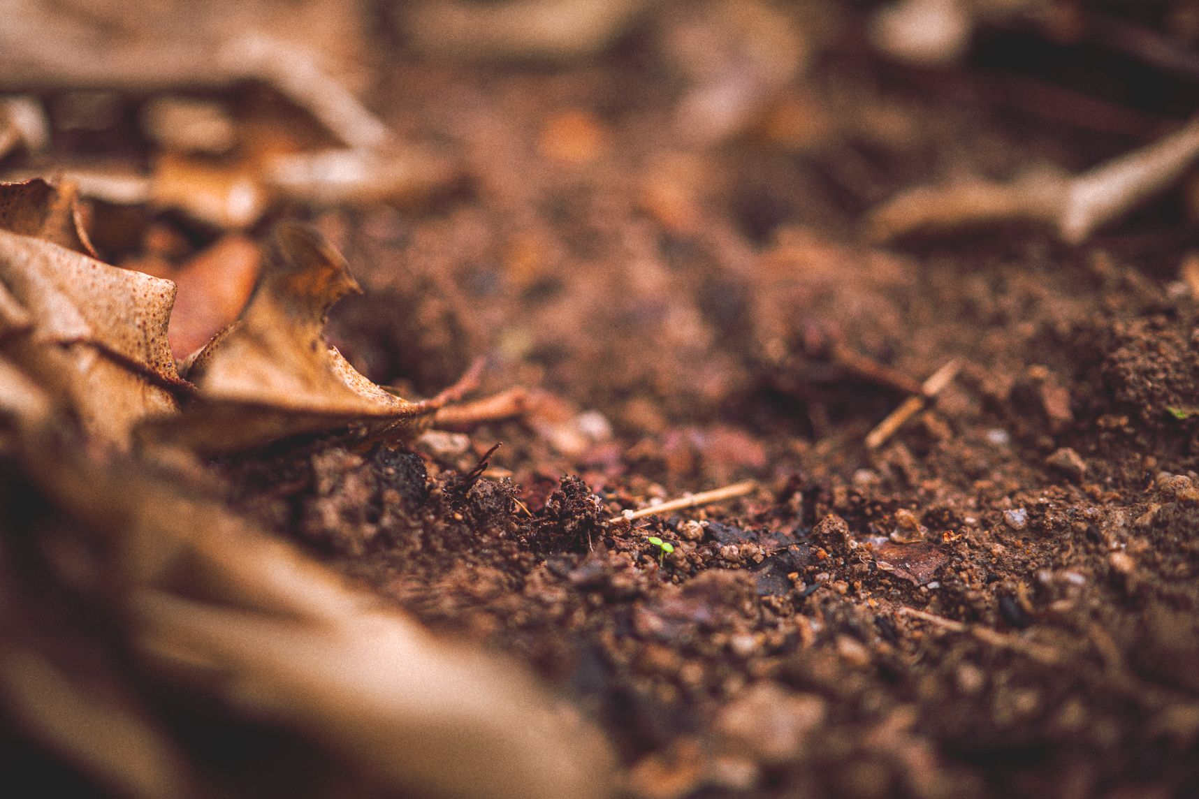 Dans le potager les premières pousses d'automne sortent de terre. C'est vraiment minuscule