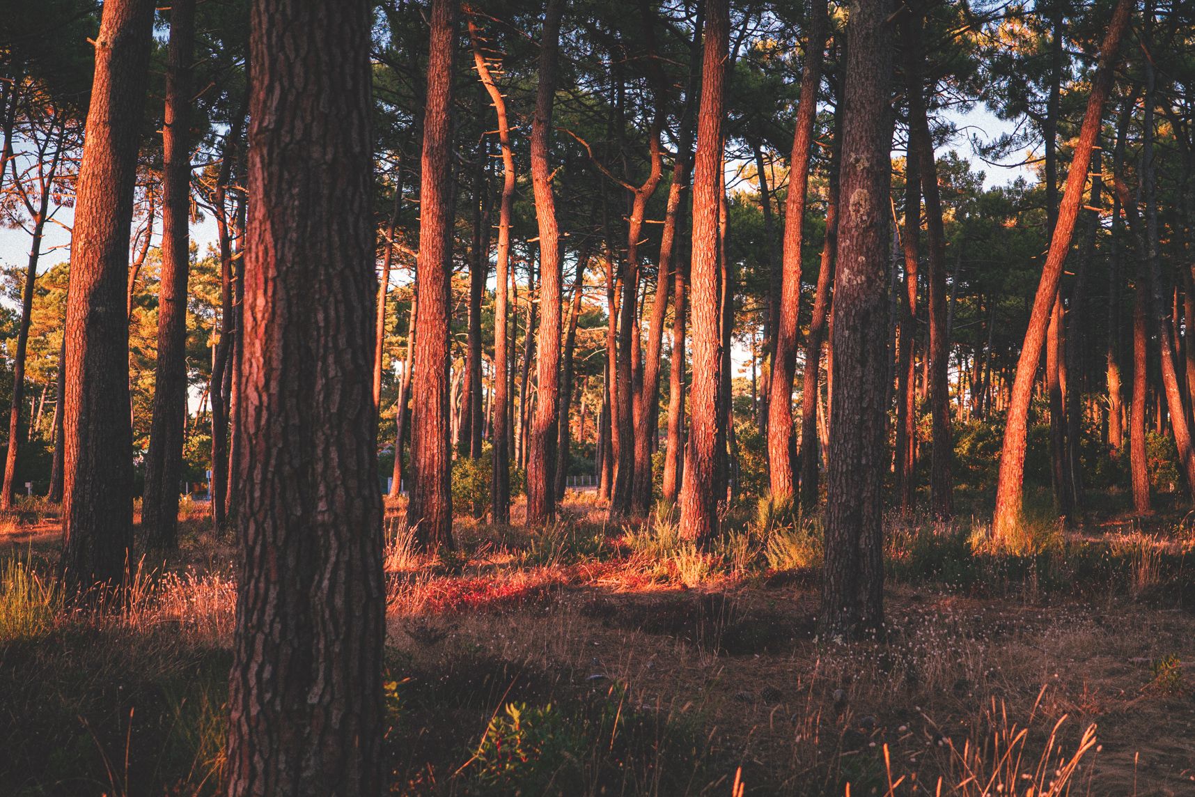 Forêt de pins, le coucher de soleil à l'horizontal éclair les troncs