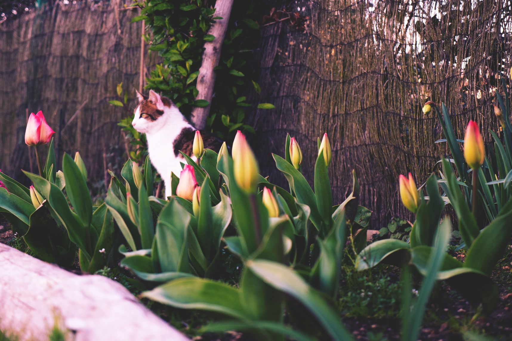Une fleur parmi les fleurs