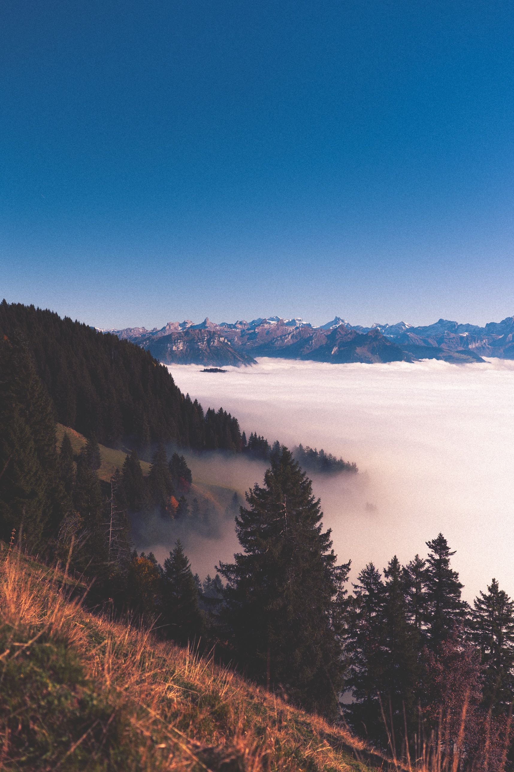 Vue d'une montagne à l'autre. En premier plan l'herbe et les pins. Ensuite la mer de nuage. En arrière plan les montagnes qui sortent des nuages avec leurs sommets enneigés.
